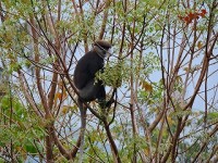 hp-sinharaja-rainforest-eco-lodge-2