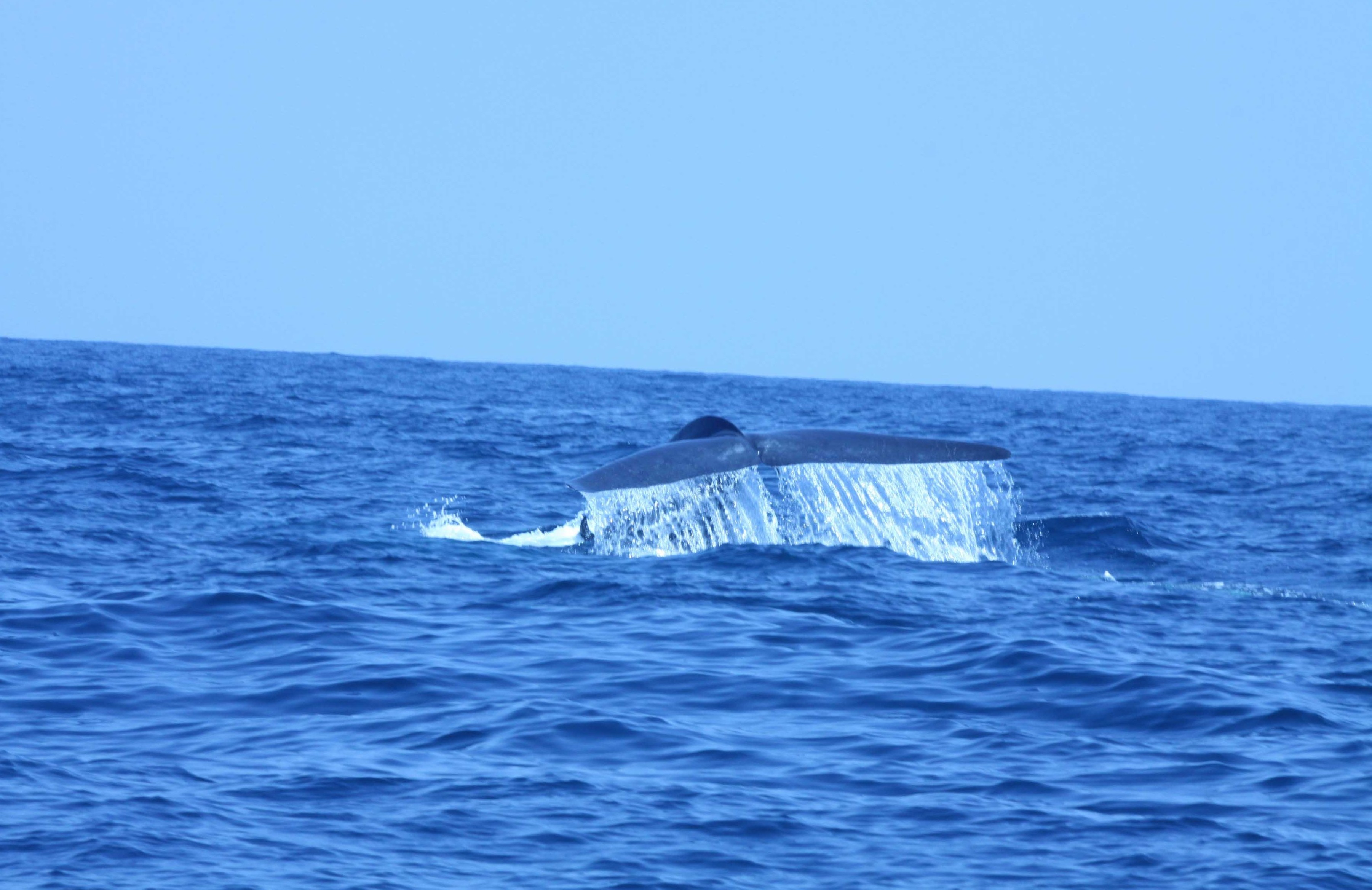 whales-photos-3-from-bwc