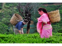 heritance%20tea%20factory_experiences_tea%20plucking1_fsp_detail