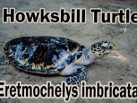 howksbill