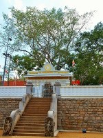 hp-sri-maha-bodhi-3