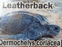 leatherback