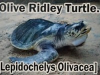 oliveridley