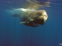 ss-c-sltpb-whale-watching
